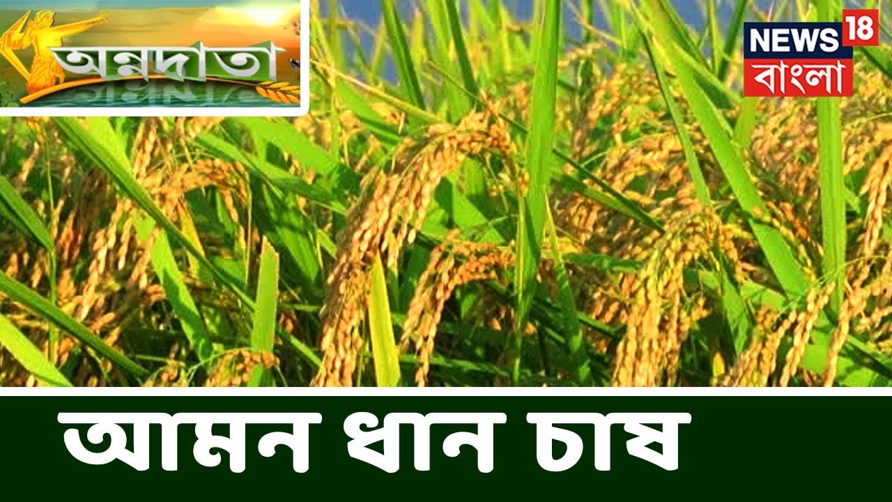 আমন ধান চাষের বৈজ্ঞানিক পদ্ধতি সম্পর্কে জানতে দেখুন অন্নদাতা