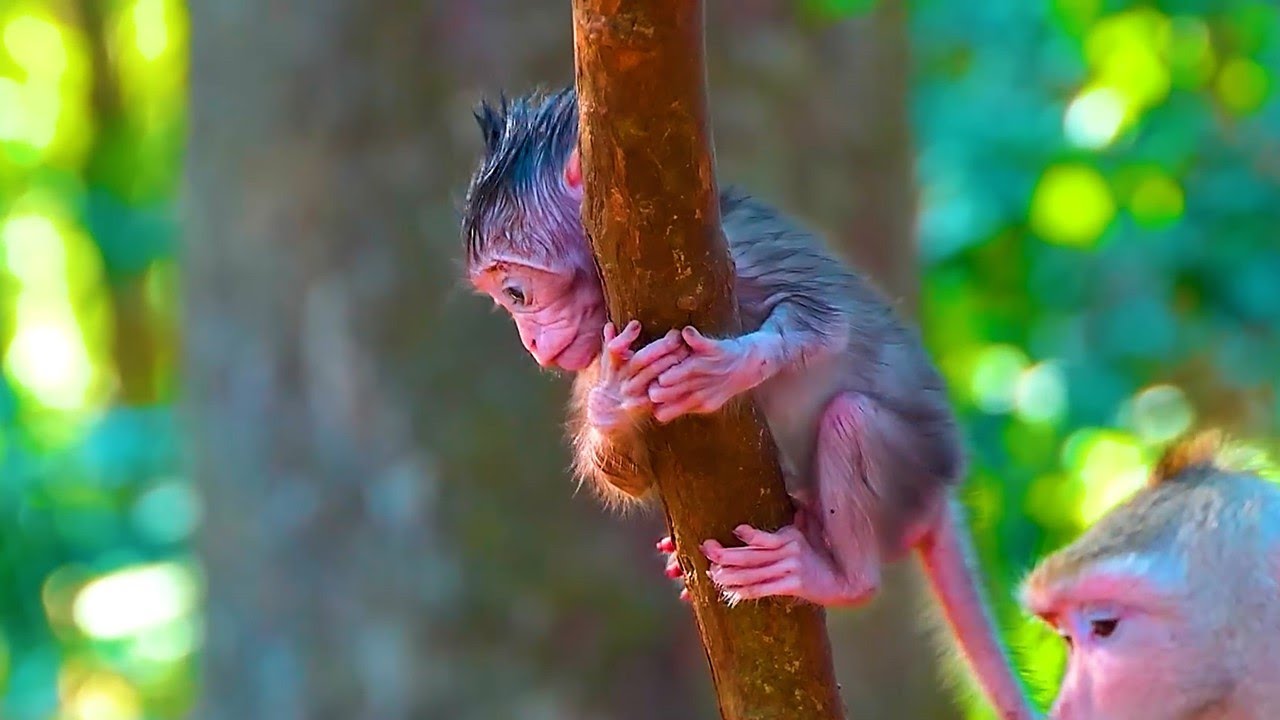 God help   ! Really scared to climb trees & refuse milk  Real Angkor Monkey