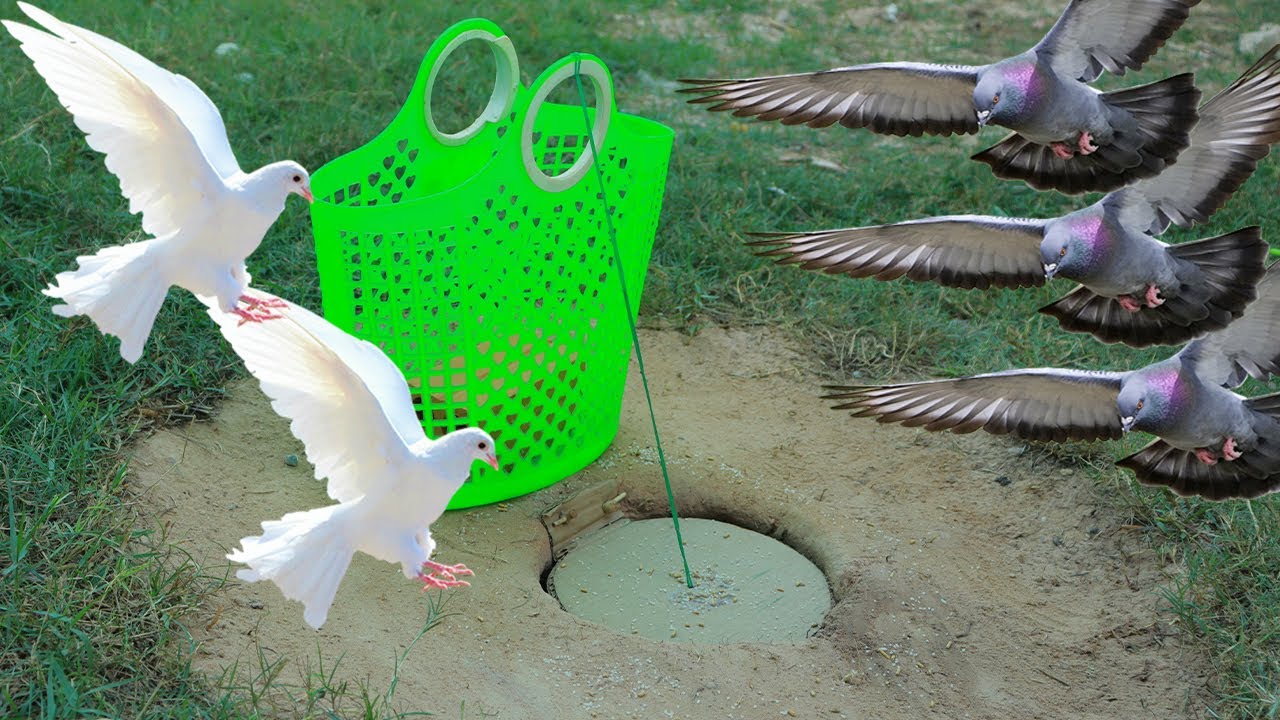 Simple Quick Effective Bird Trap With Deep Hole and Basket - Unique Underground Bird Trap