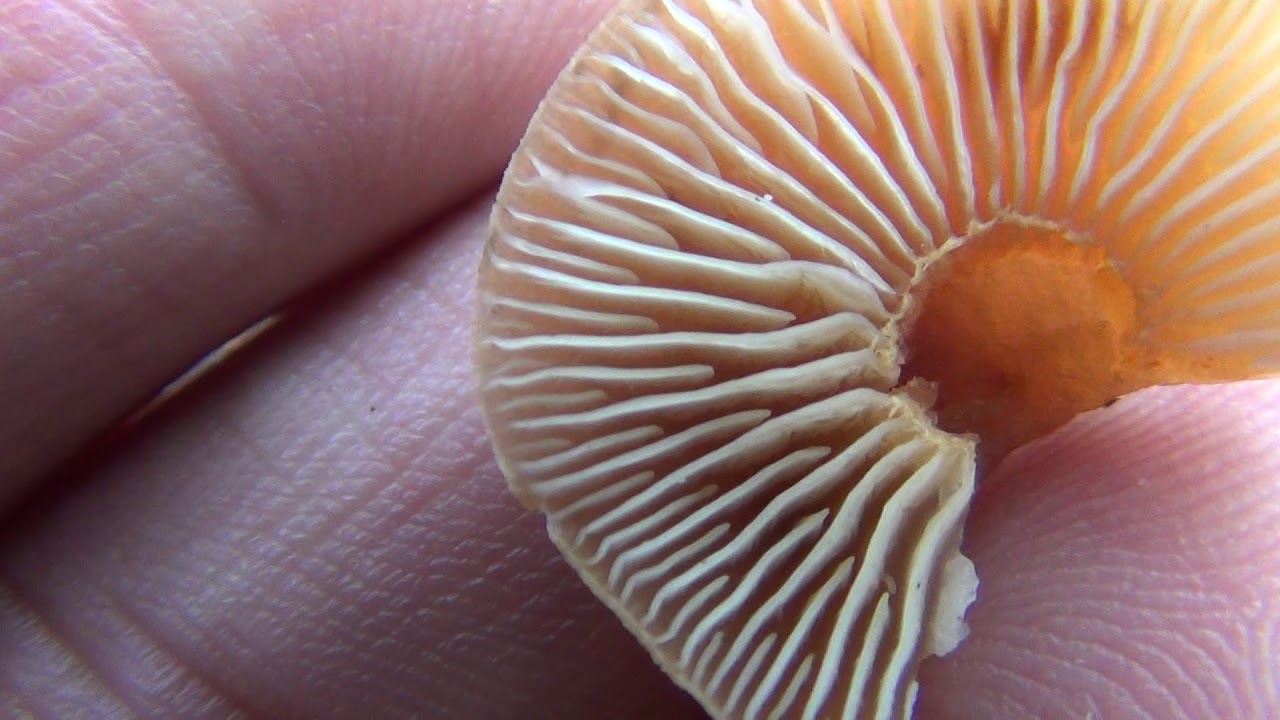 Mushroom species of wild mycoflora, Flammulina velutipes