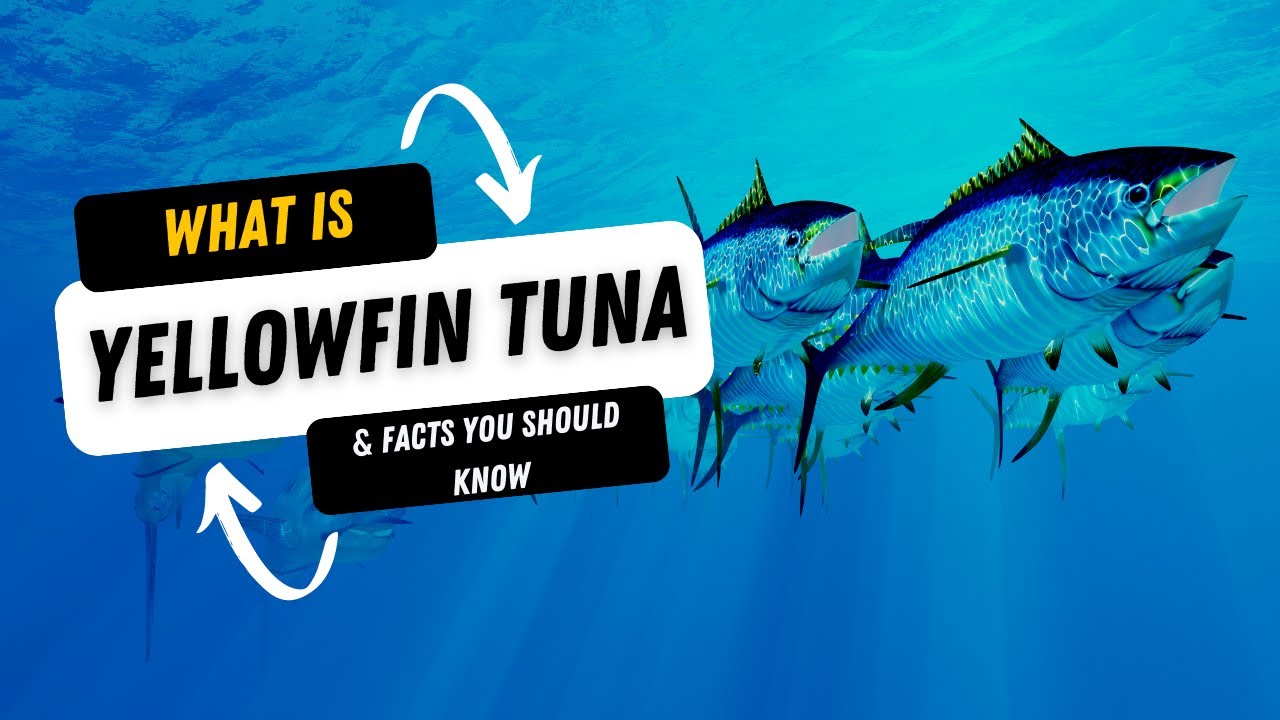 What Is A Yellowfin Tuna And 10 Facts You Should Know