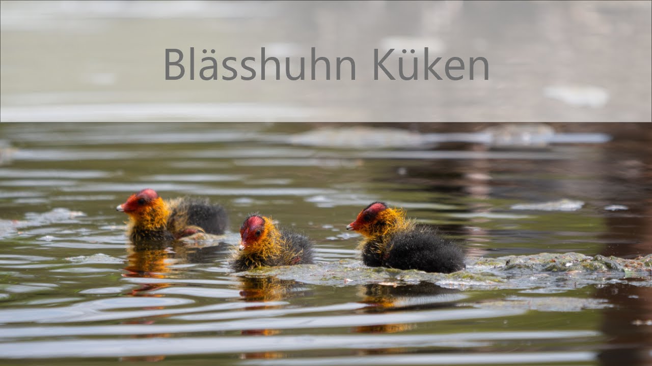 Natur entdecken - Bl&auml;sshuhn K&uuml;ken an einem R&uuml;ckhaltebecken