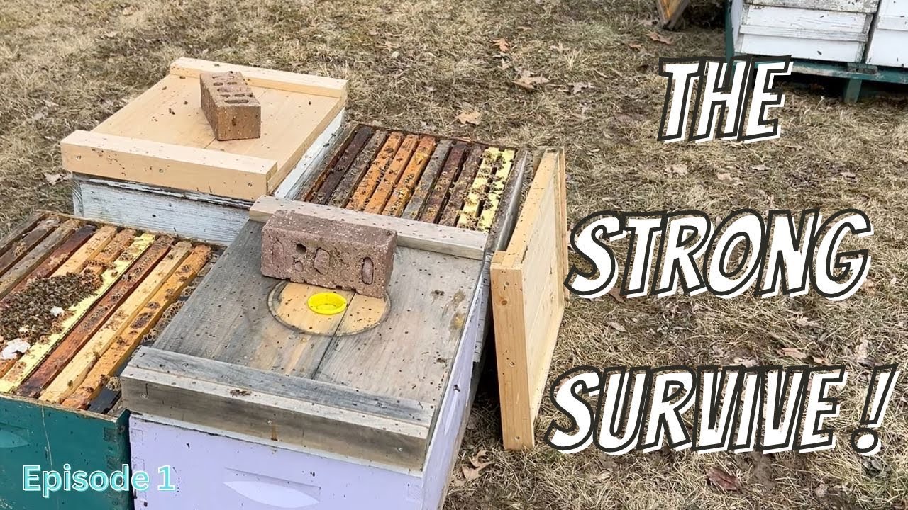 Beekeeping - Episode 1 - Winter Survival