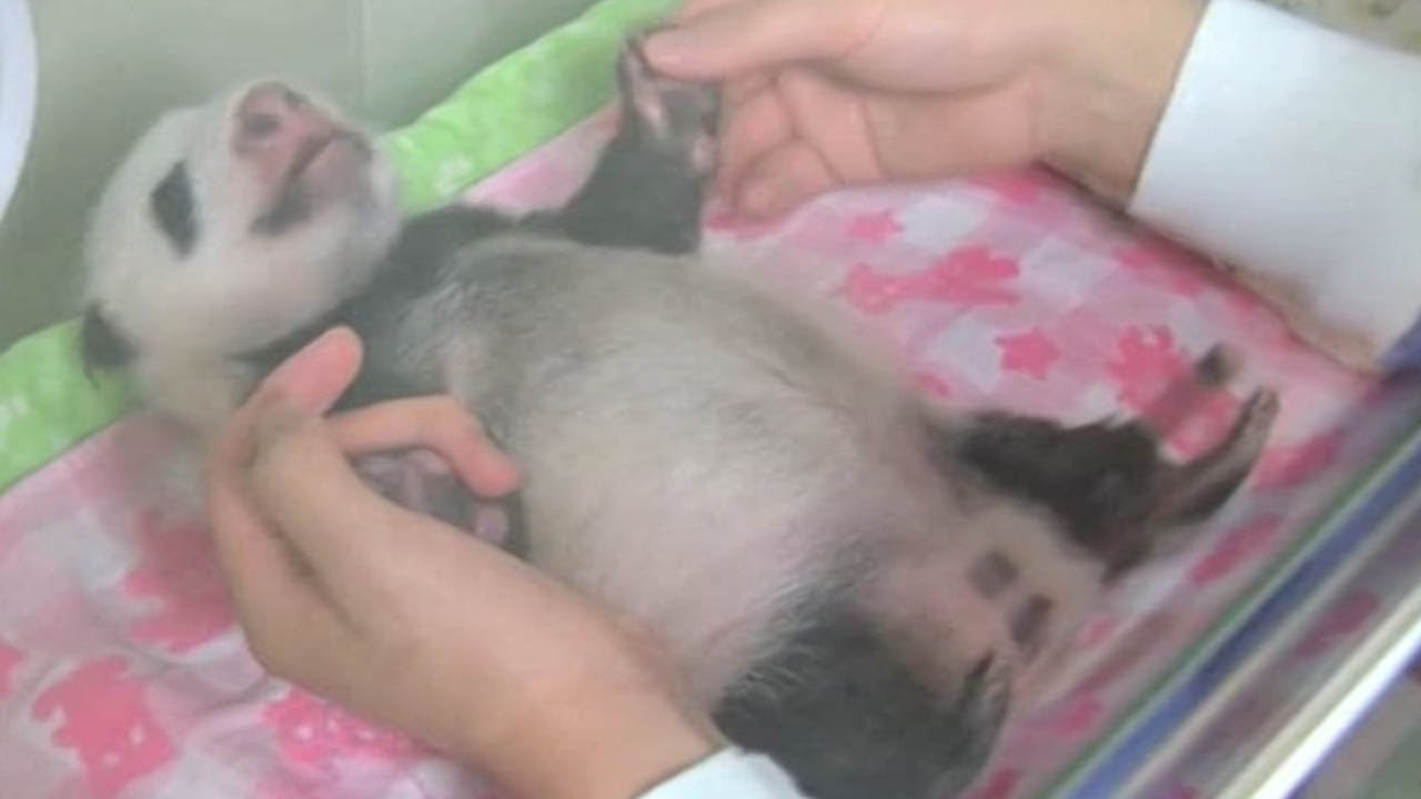 Tokyo Ueno Zoo releases video of month-old panda cub