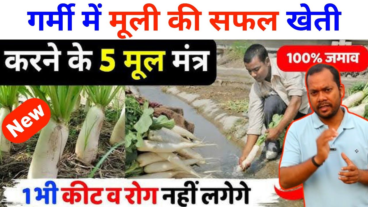 गर्मी में मूली की खेती कैसे करें | Garmi me muli ki kheti | Garmi me Mooli ki kheti kaise kare