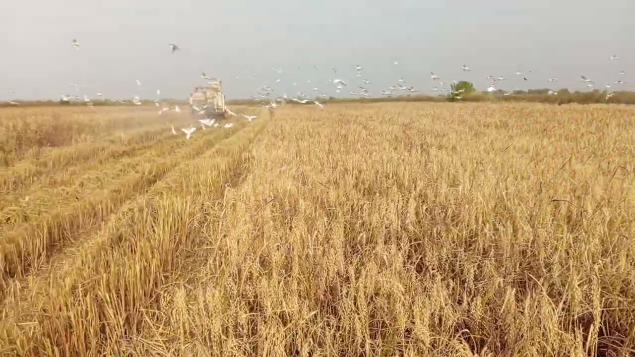 Récoltes de riz dans le Bassin de l'Anambé
