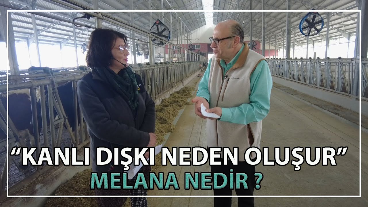 Buzağılar Neden Öksürür ? / Kanlı Dışkı Neden Oluşur ? / Melana Nedir ?