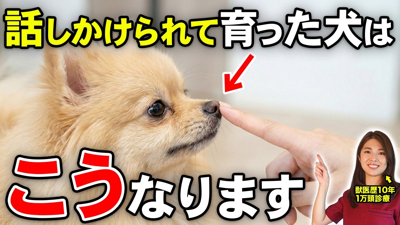 【獣医が解説】飼い主に沢山話しかけられて育った犬だけが見せる5つの特徴｜話しかける時の注意点