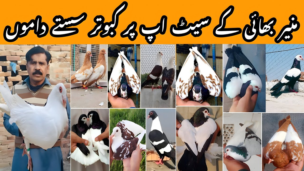 Muneer bhai ke pigeons ke setup ki update | offers on all pigeons
