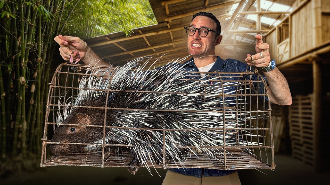 Inside Vietnam's PORCUPINE BOOM: The Rise of Backyard Wild Farms