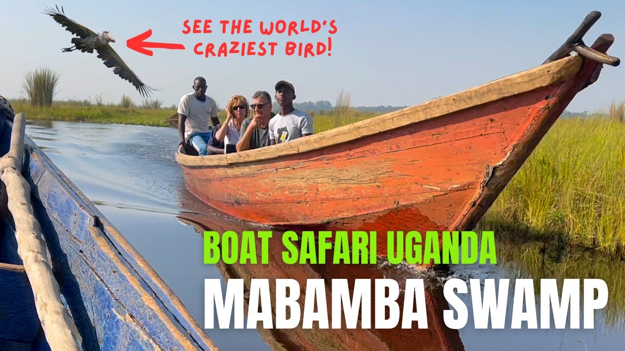 Mabamba Swamp Boat Tour | Home Of The Crazy Shoebill Stork