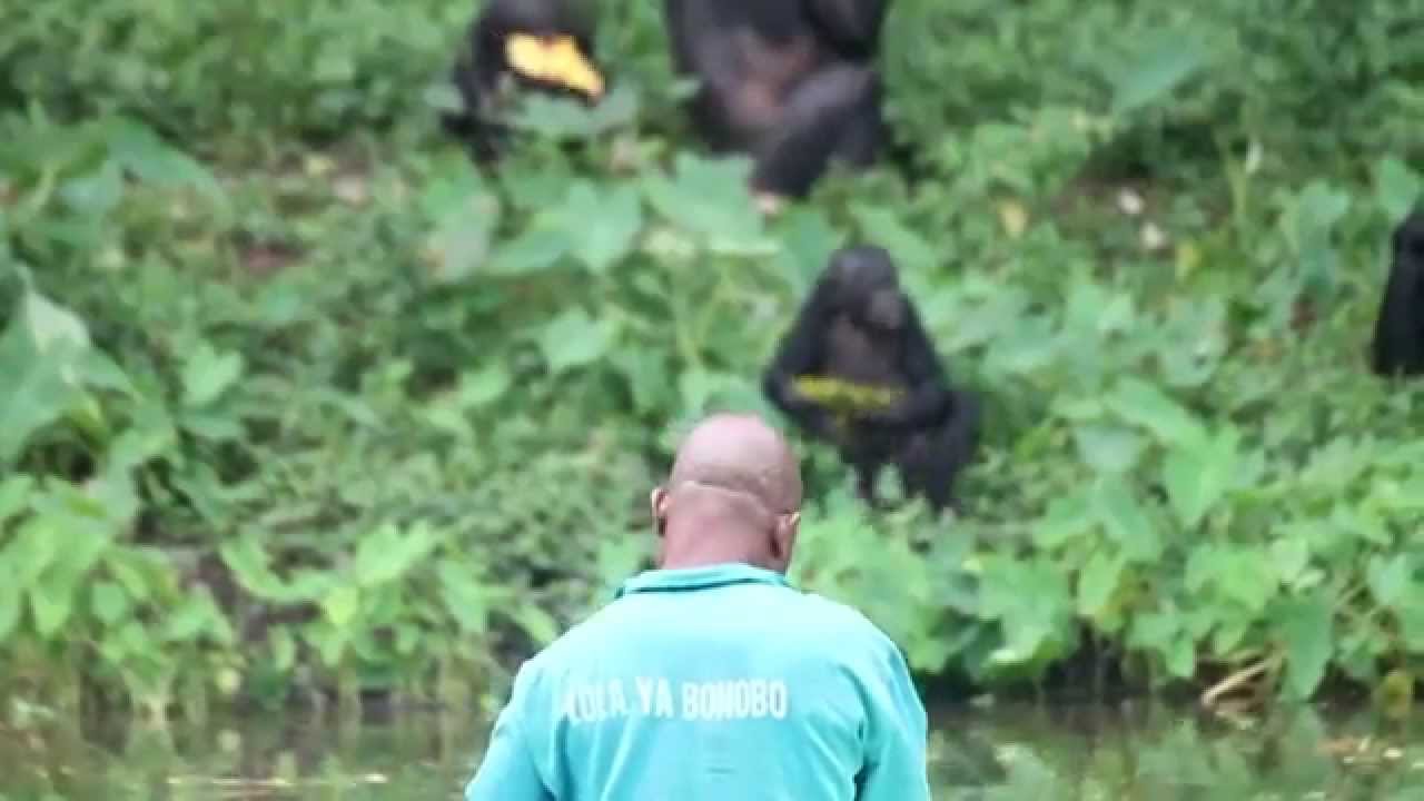 Introduction de Lola ya Bonobo pour les enfants