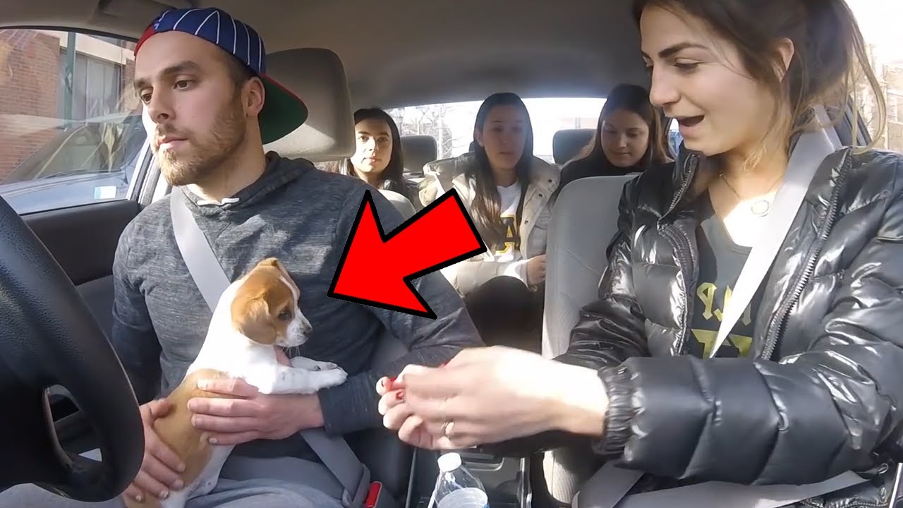 PERRITO en UBER