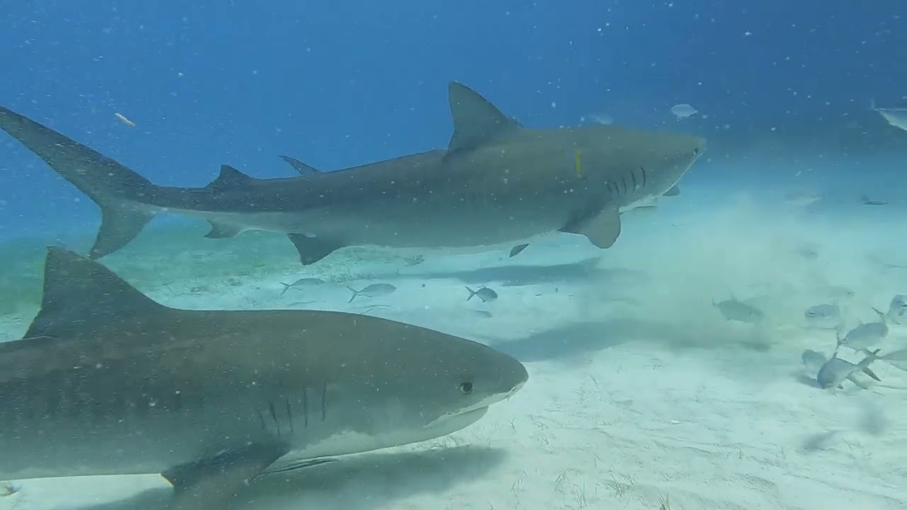 2024 Tauchsafari Bahamas, Tiger Beach (28.2. - 6.3.2024)
