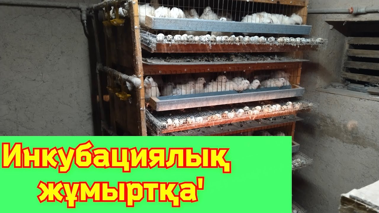 Инкубациялық жұмыртқалар сатылымда'