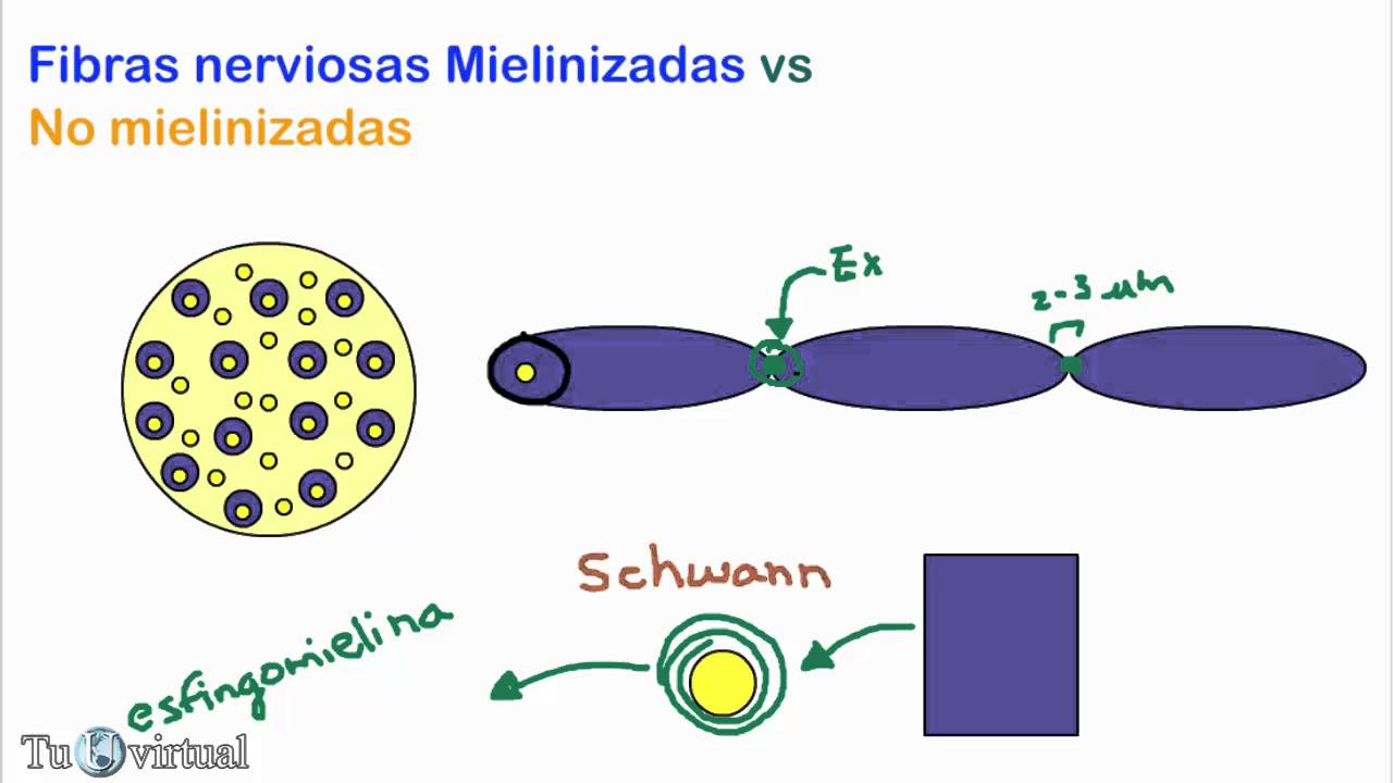Fibras nerviosas mielinizadas y no mielinizadas (conduccion saltatoria) - Fisiologia