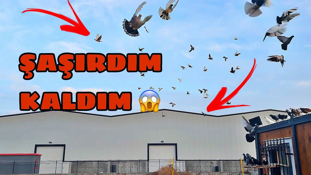 ŞAŞIRDIM KALDIM . TAM 3 KAÇAK BİRDEN😱