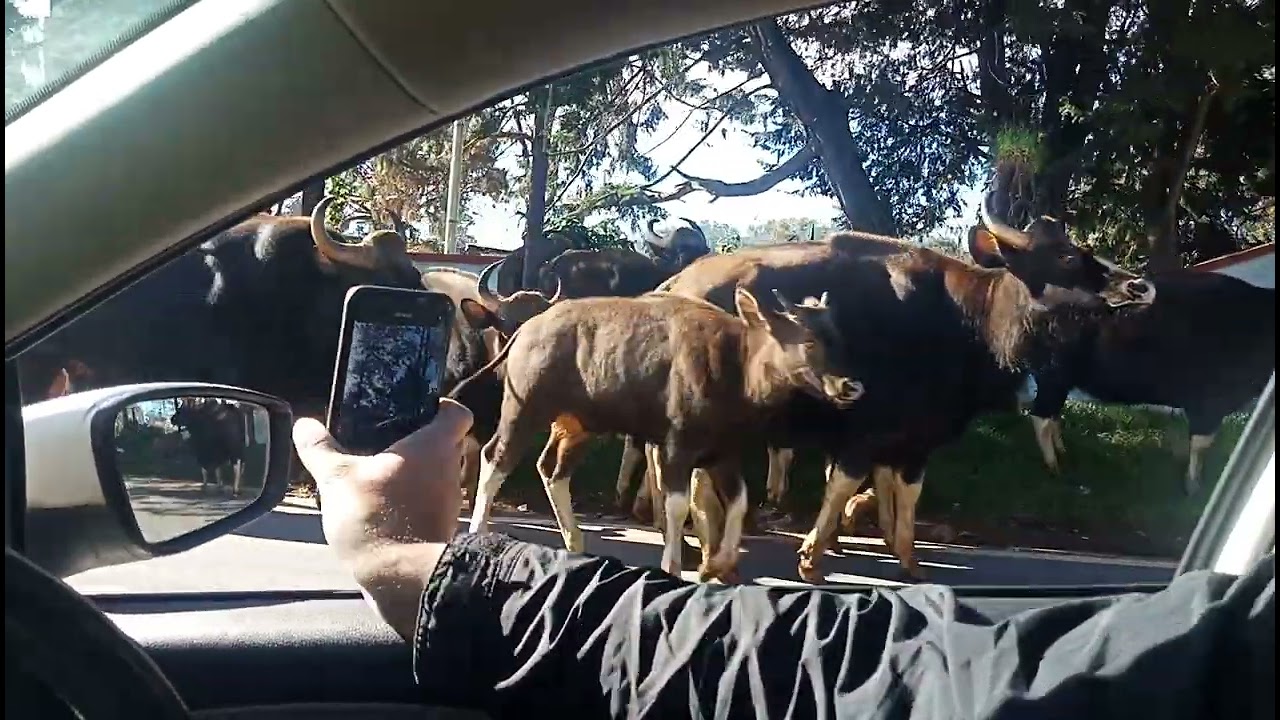 Bison in Aruvangadu, near Ooty The, Nilgiris