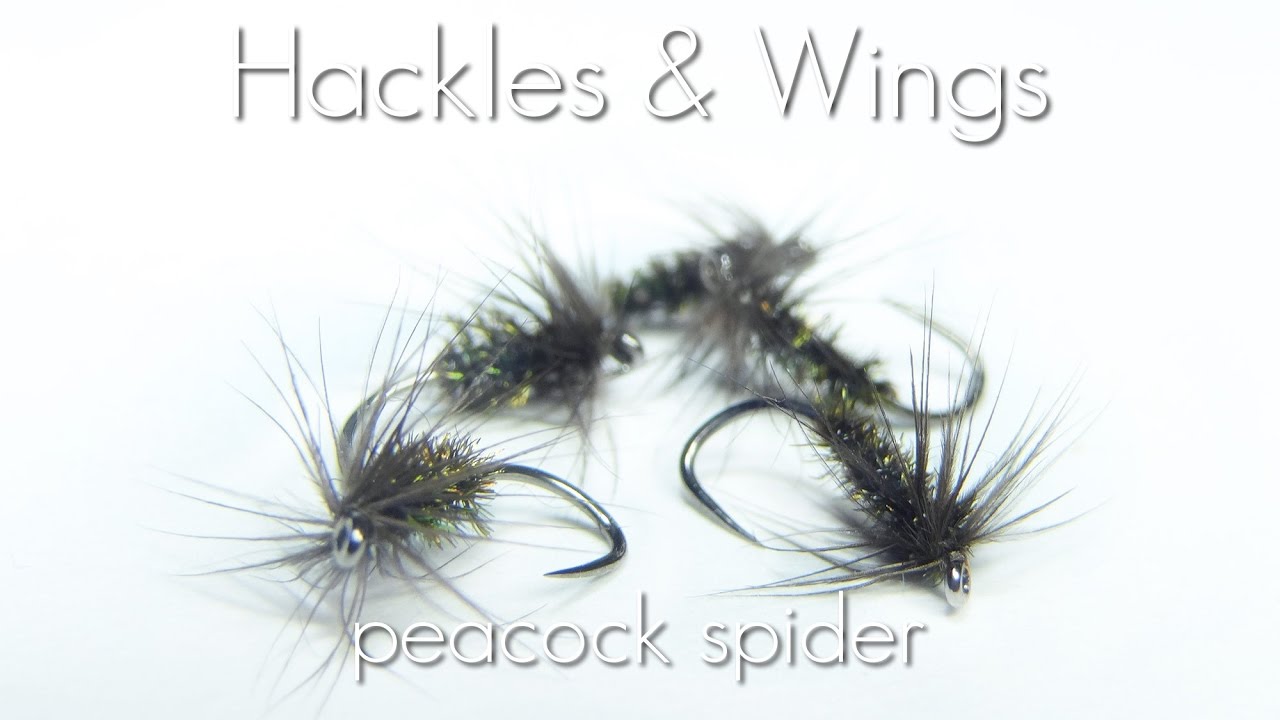 Fly Tying Peacock Spider | Hackles & Wings