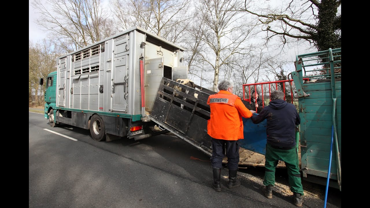 Viehtransport kippt um, Rinder müssen umsteigen
