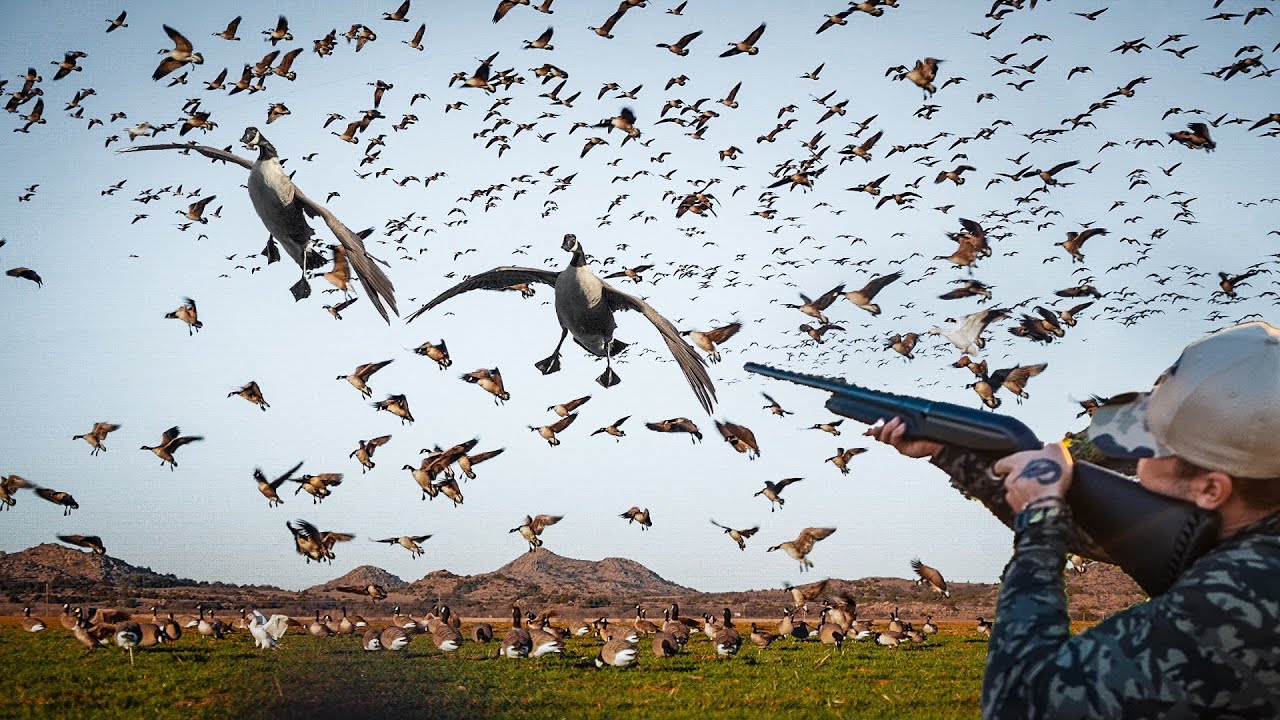 4 FLOCKS 100 BIRDS! OUTFITTER JOINS AND THIS HAPPENS!