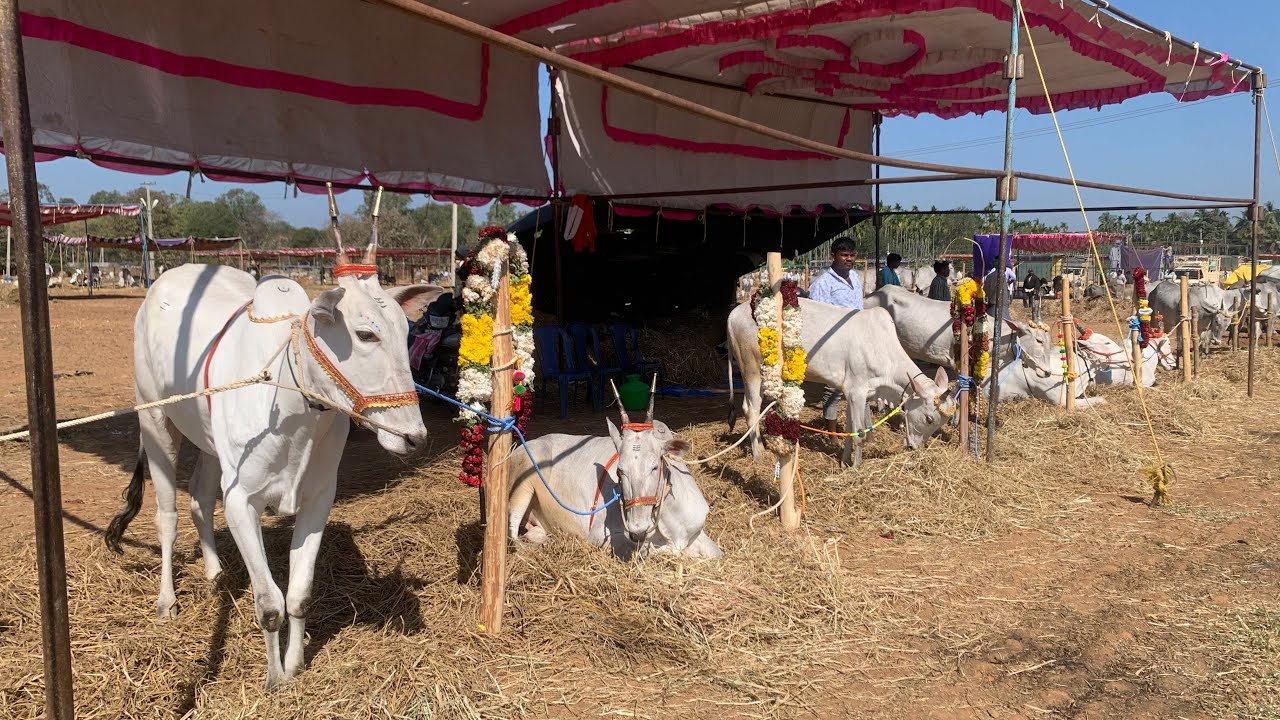 ಸಿದ್ದಗಂಗಾ ಜಾತ್ರಾ ಮಹೋತ್ಸವ 2026 - ಗುರುವಾರದ ಜಾತ್ರಾ ಚಿತ್ರಣ 