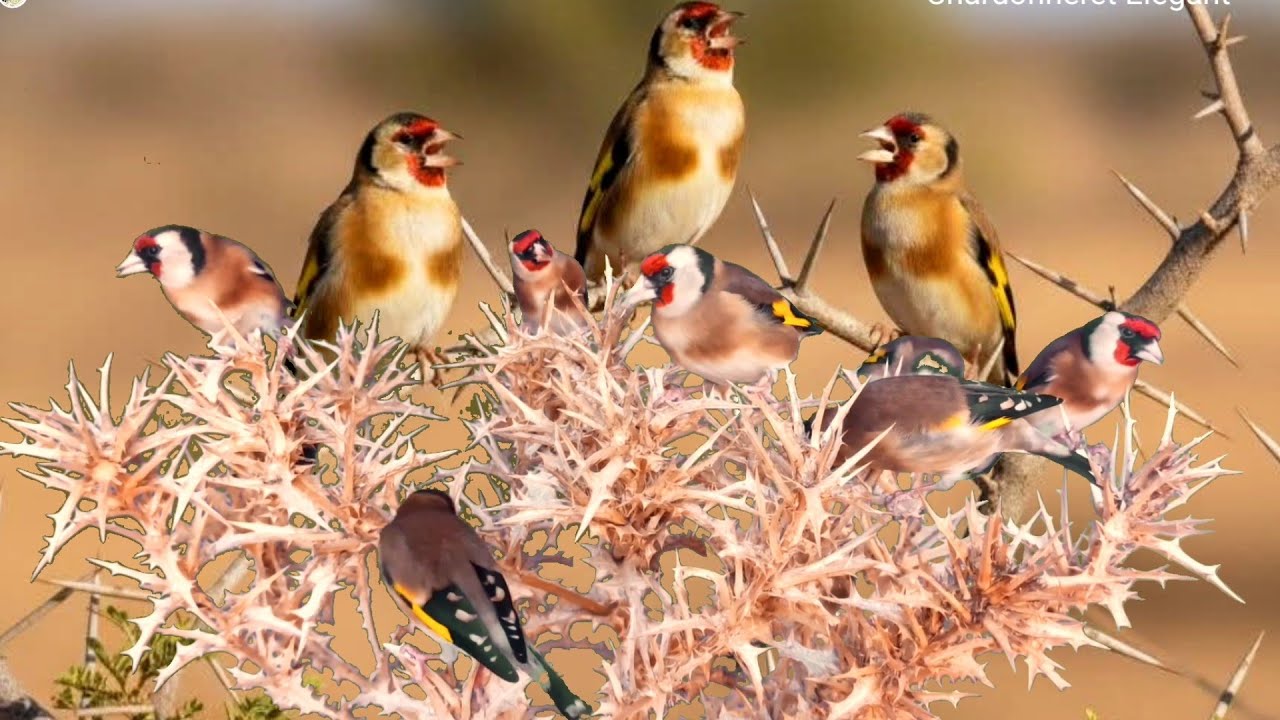 بتبتة الحسون تحفيز الحسون على التغريد والهيجان علاج صمت الحسون goldfinch stimulation #birds 