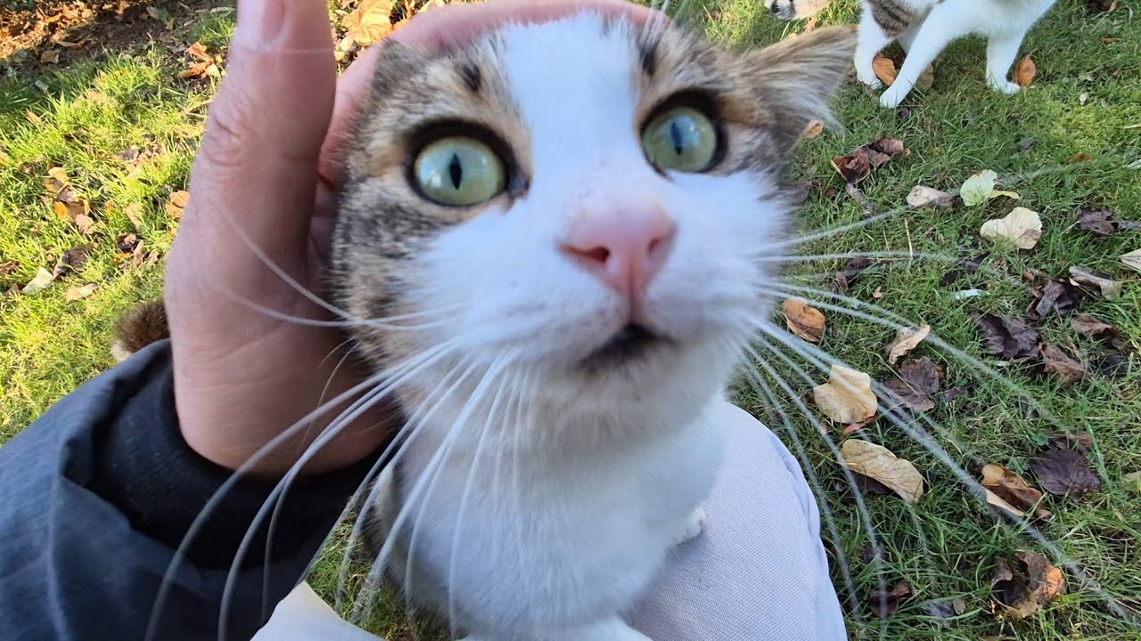 A stunningly beautiful cat is following me and asking for food.