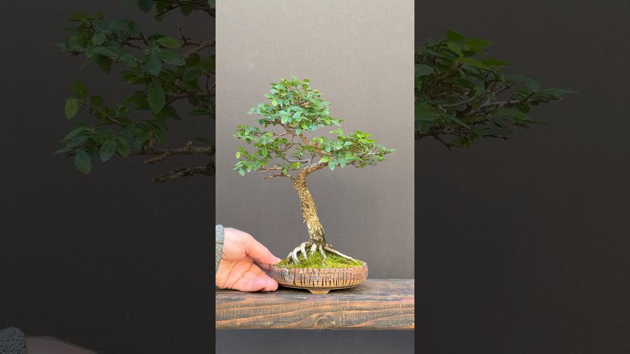 Pruning my Chinese elm bonsai tree #bonsai #bonsaitree #garden #howtobonsai #bonsaicreation #learn