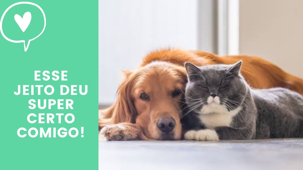 Como acostumar um cão com um gato ( adultos! 😱) em casa?