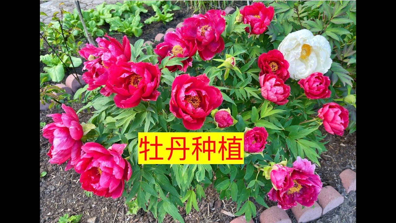 【养花&middot;种菜】023 牡丹种植 牡丹种植最适宜土壤/浇水/施肥/阳光/繁殖/牡丹养护