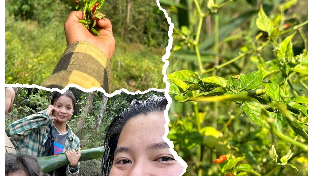 Karen Volg: Our Unforgettable Chili-Picking Adventure. သ့ၣ်နီၣ်တဘျီဖဲလၢပလဲၤဘ့အီၣ်မိၢ်ဟဲသၣ်🌶️🌶️🔥🔥