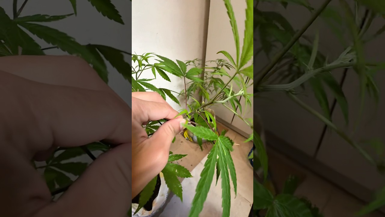 What to do to my male cannabis plant #cannabiscommunity #weedman #weedoo #stonerthoughts