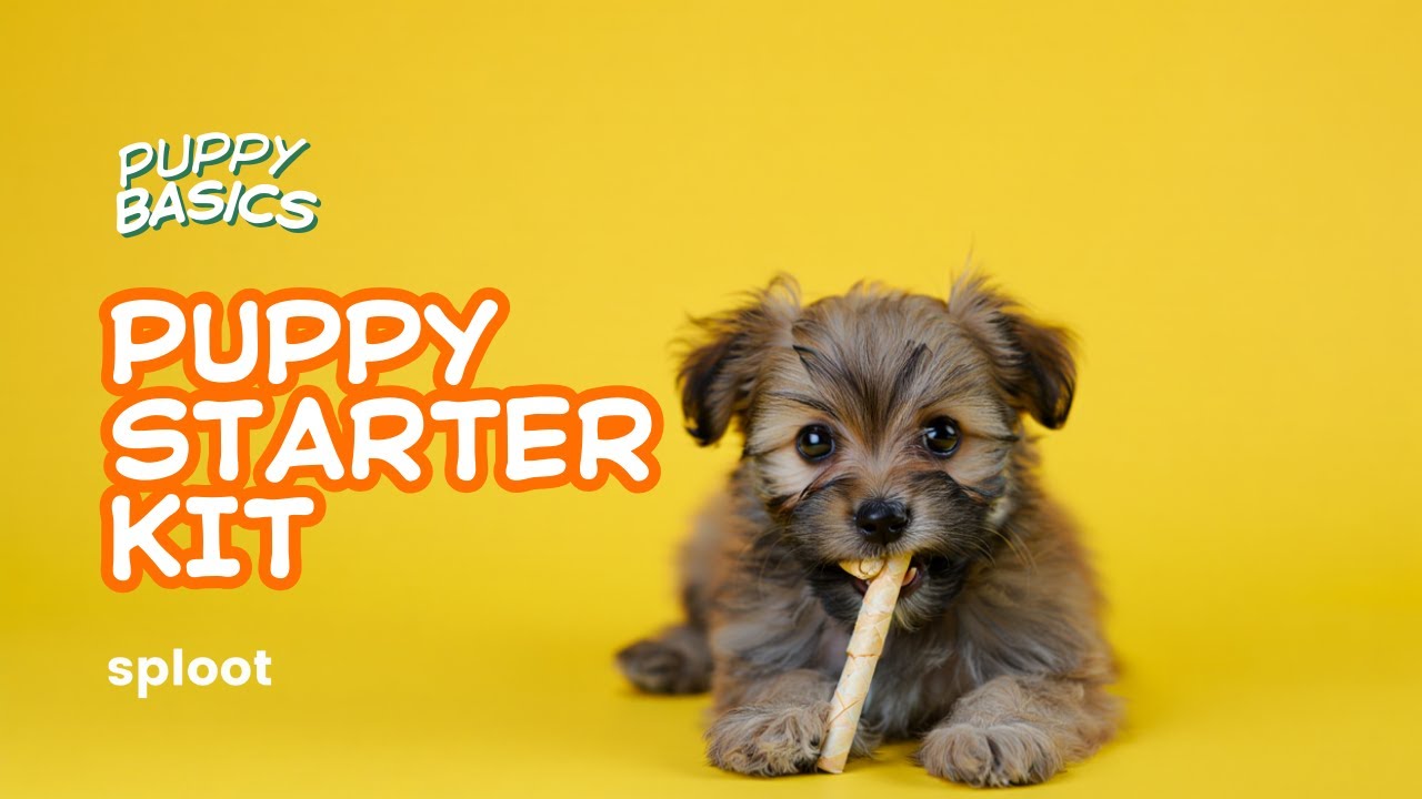 Puppy Starter Kit: What You ACTUALLY Need