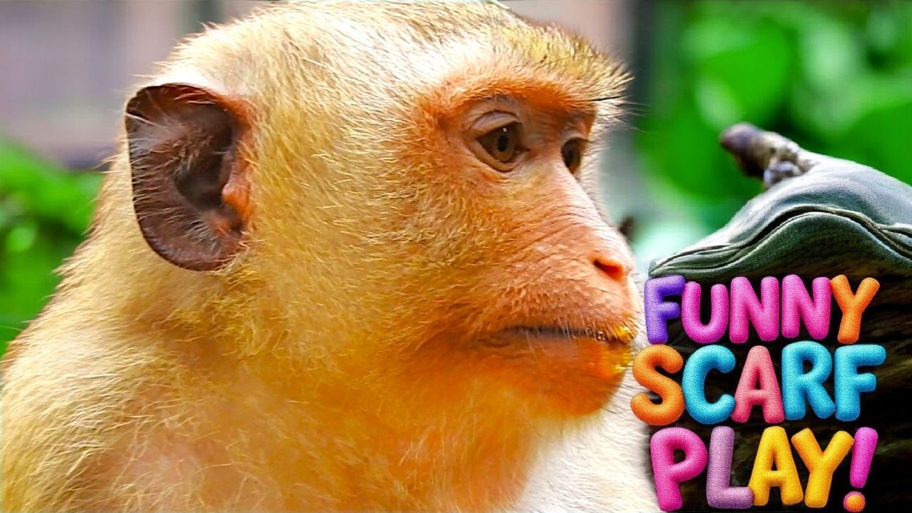 You&rsquo;ll Laugh! RAINBOW Monkey Plays with Scarf Until She Needs a Mango Break