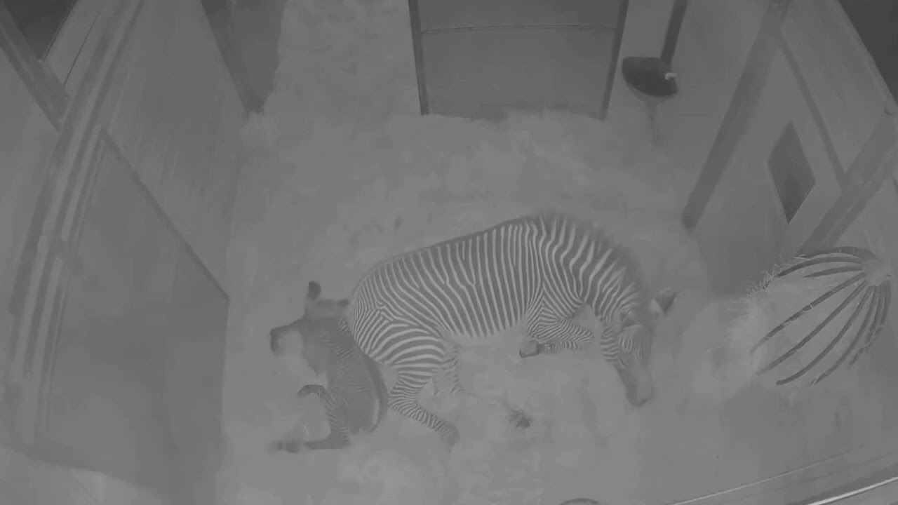 Zebra Delivers First Foal Ever Born at Florida's Brevard Zoo