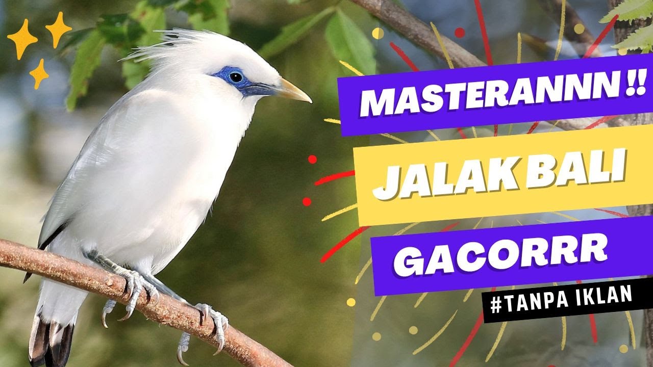 Masteran Jalak Bali + Suara hujan (PENGHILANG STRESS BURUNG) | TANPA IKLAN!!!