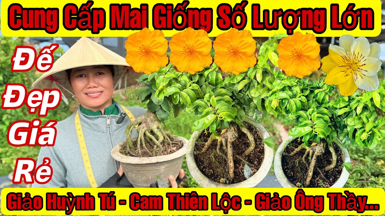 8/3☎️0398958869☎️🌲Mai Vàng Giá Rẻ🌲Giảo Cam Thiên Lộc-47 Huỳnh Tú-Giảo Ông Thầy-Cúc Lá Rí-Ngọc Toàn…🌲
