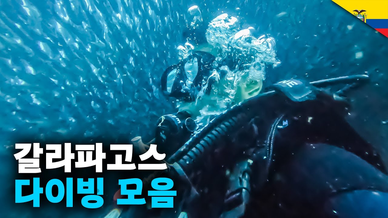 갈라파고스 최고의 다이빙 명소 몰아보기