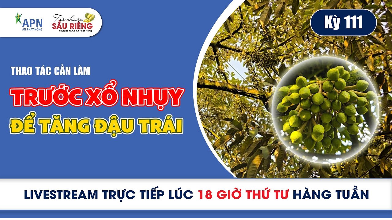 APN - THAO TÁC CẦN LÀM TRƯỚC XỔ NHỤY ĐỂ TĂNG ĐẬU TRÁI | KỲ 111