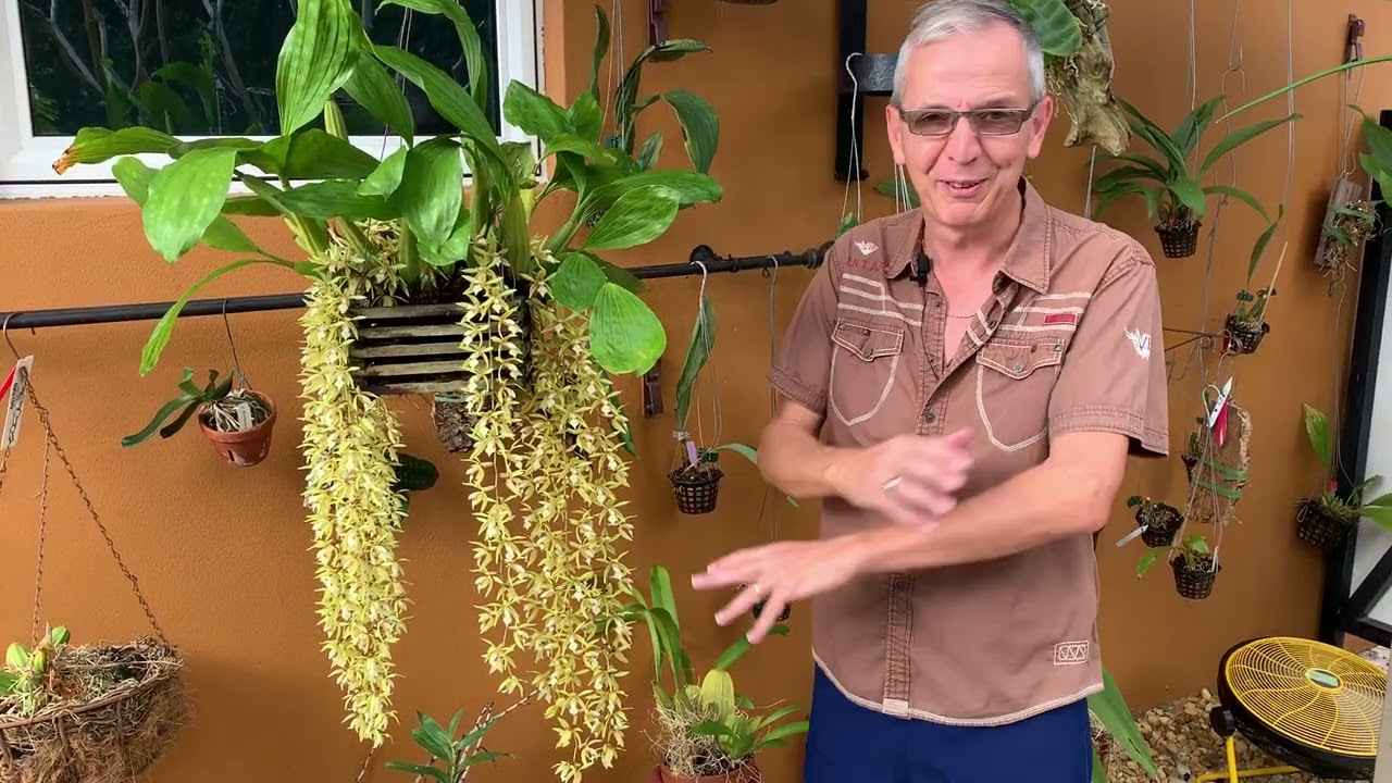 How I care for my Coelogyne rochussenii