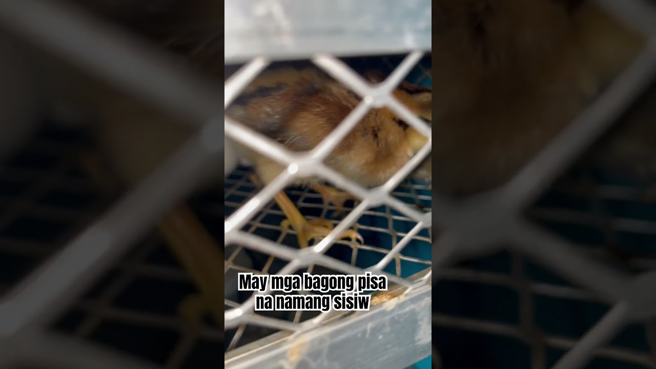 MGA BAGONG PISA SA INCUBATOR