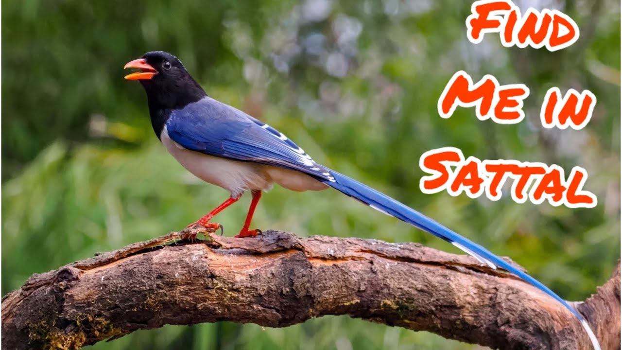 BIRDING  AT  SATTAL : Birder's  Paradise