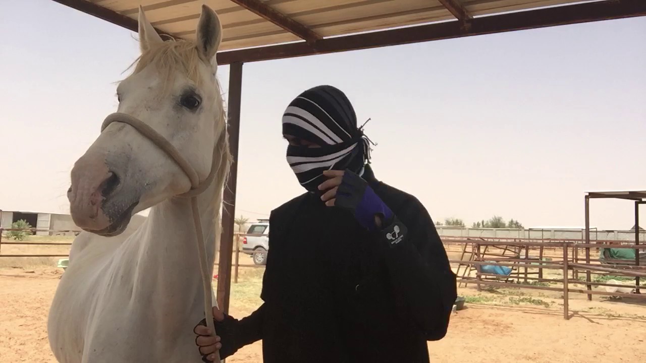 شرح عام حول مسك الأذن والأماكن الحساسه في جسم الحصان / الجزء الأول