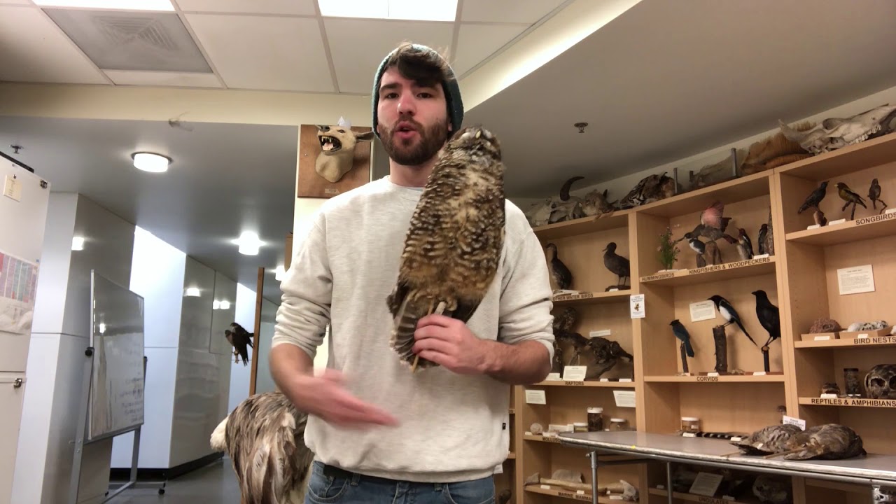 A Tale of Two Owls