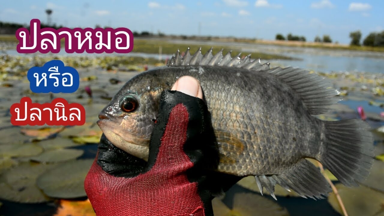 ตกปลาหมอหนองทุ่งใหญ่ หลายๆคนบอกว่าช่วงนี้ปลาไม่กินเบ็ด เเต่ดันจัดตัวใหญ่ได้ซะงั้น / บ้านนอก EP.65