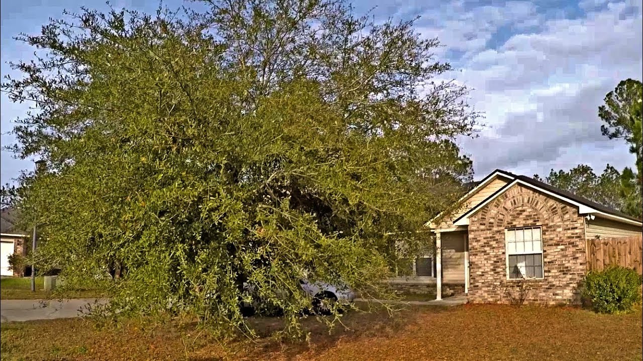 Overgrown Oak Tree Trimming W/Handtools | Another Avoidable Mistake