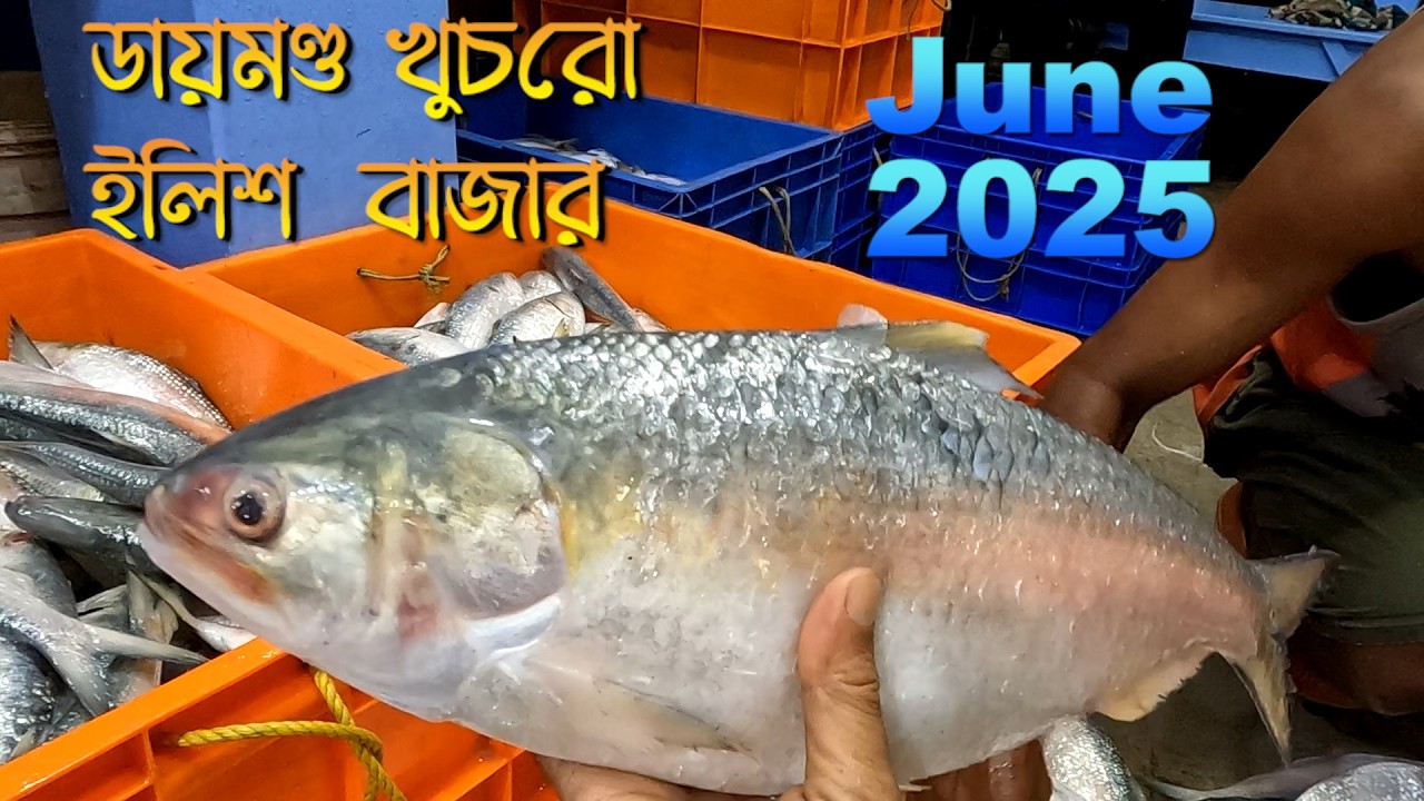 Diamond Harbour Nagendra ইলিশ বাজার ২০২৫ | জুন মাসে রিটেল ইলিশের দাম শুনলে চমকে যাবেন! #hilsa