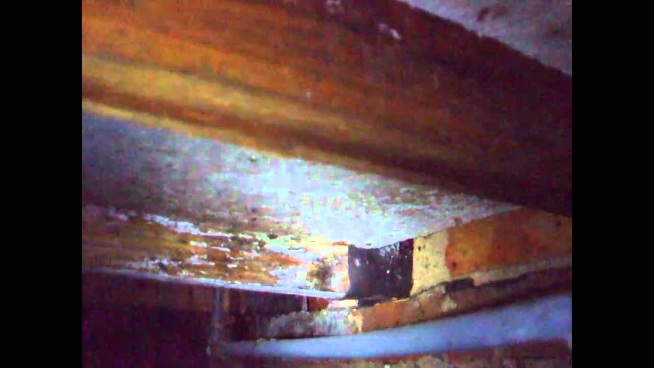 Timber Survey Woodworm and Rot