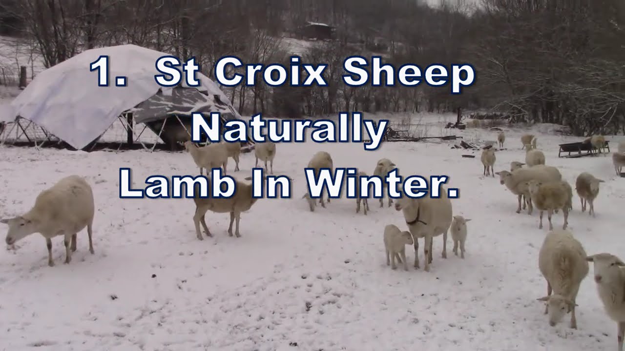 St. Croix Sheep with Winter Lambs:  11 Reasons Why Winter is the Best Time to Raise Lambs!
